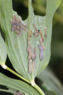 8002 Solomon's Seal Sawfly Larvae (phymatocera aterrima) Feeding on the Leaves of the Solomon's Seal Plant.
